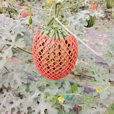 【推荐】西瓜全美2k西瓜精品西瓜大量上市欢迎订购