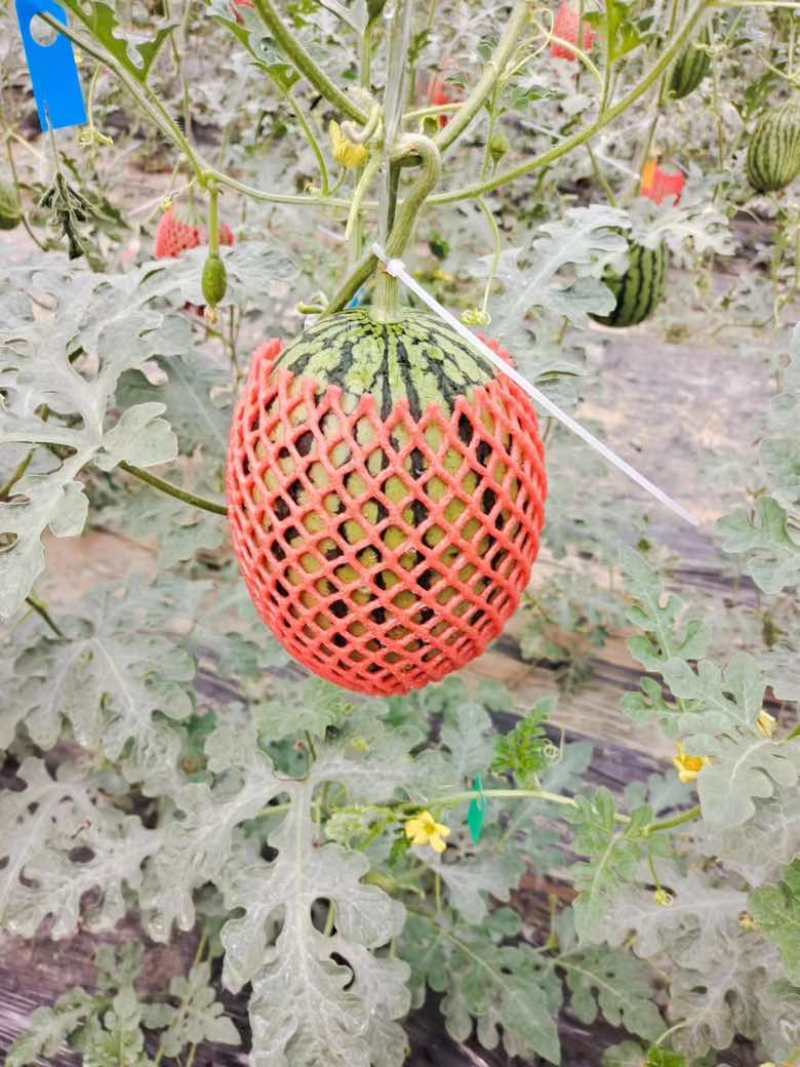 【推荐】西瓜全美2k西瓜精品西瓜大量上市欢迎订购