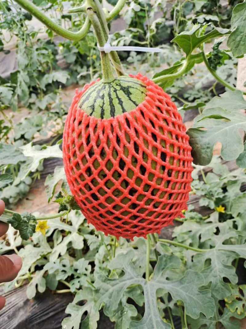 【推荐】西瓜全美2k西瓜精品西瓜大量上市欢迎订购