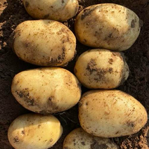 湖北黄心土豆，不同规格货量充足，保质保量。