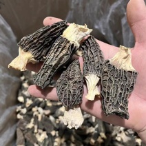 羊肚菌