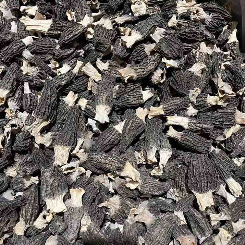 羊肚菌