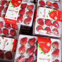 双流草莓云南四季草莓常年供货