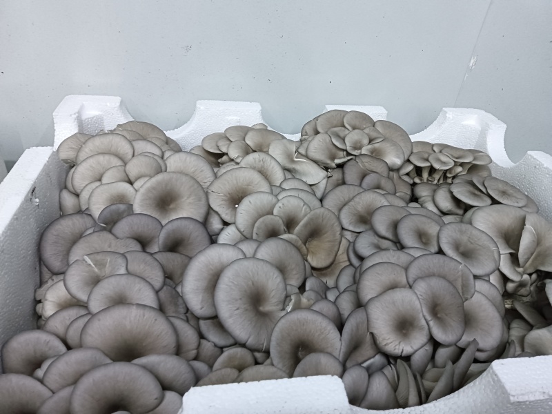 平菇、蘑菇，工厂平菇，