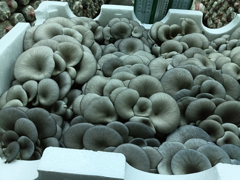 平菇、蘑菇，工厂平菇，