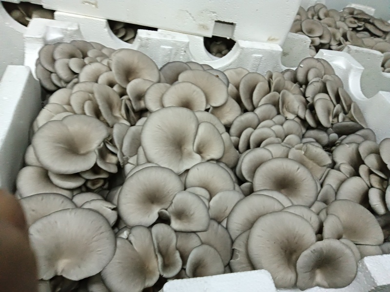 平菇、蘑菇，工厂平菇，