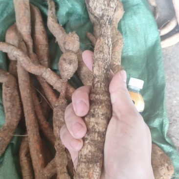 产地直发新鲜牛大力来袭欢迎联系选购精品