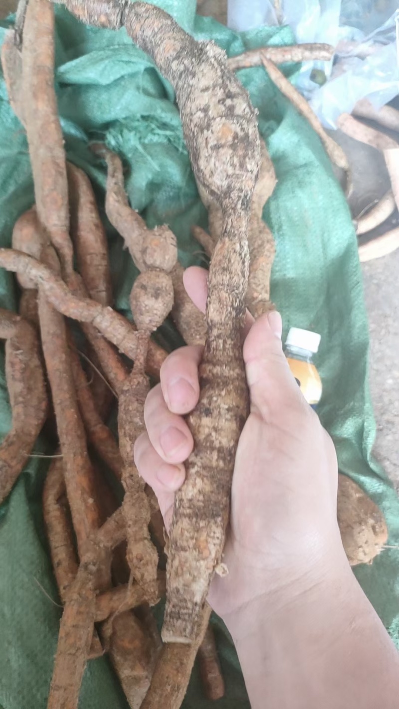 产地直发新鲜牛大力来袭欢迎联系选购精品