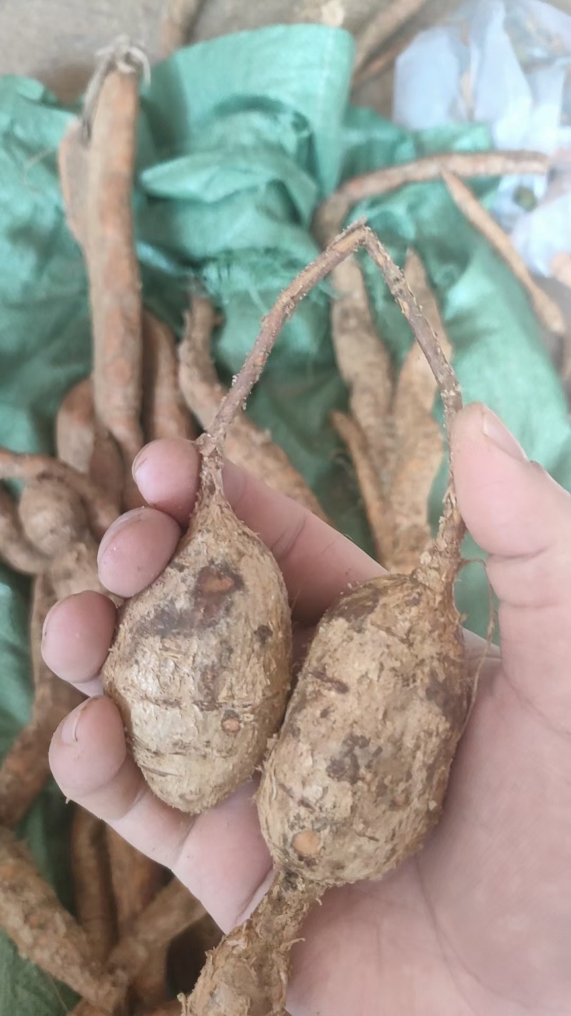 产地直发新鲜牛大力来袭欢迎联系选购精品