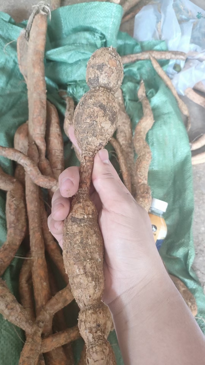 产地直发新鲜牛大力来袭欢迎联系选购精品