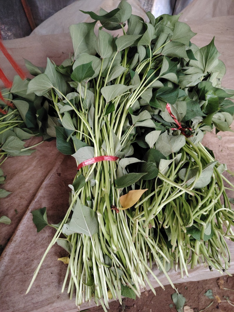 秦薯五号红薯板栗红薯苗
