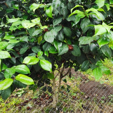 量大从优现挖现发品种纯正优质茶花苗
