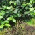 量大从优现挖现发品种纯正优质茶花苗