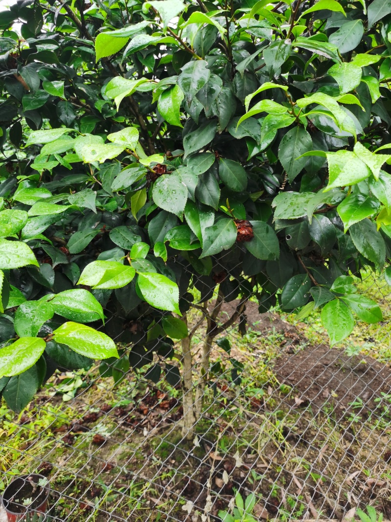 量大从优现挖现发品种纯正优质茶花苗