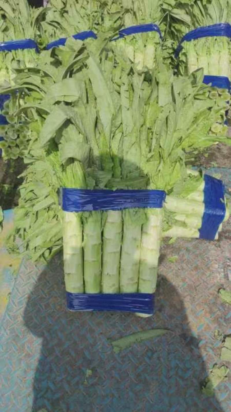 三青莴笋莴苣