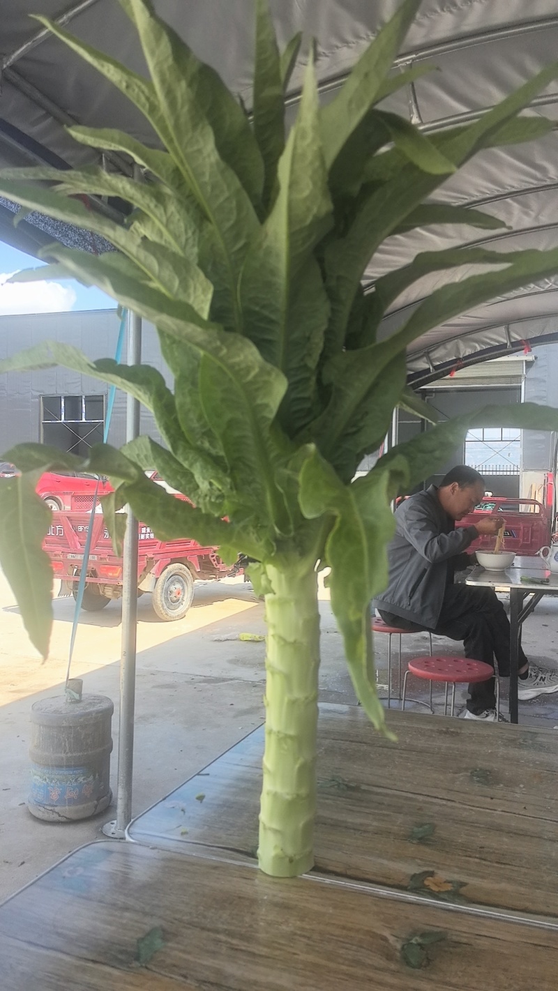 三青莴笋莴苣