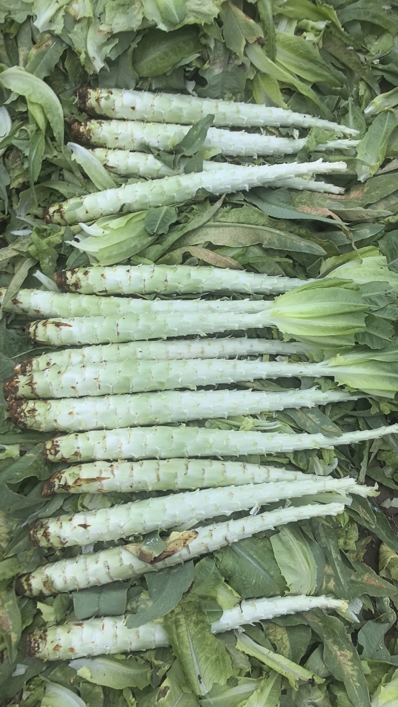 光杆子莴笋莴苣