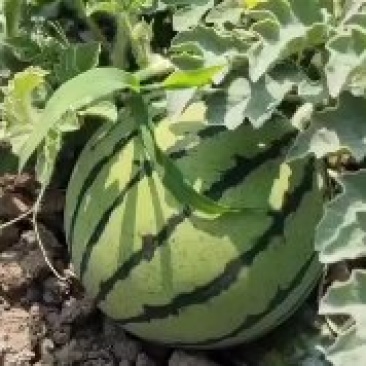 台头西瓜🍉台头人民喜欢他