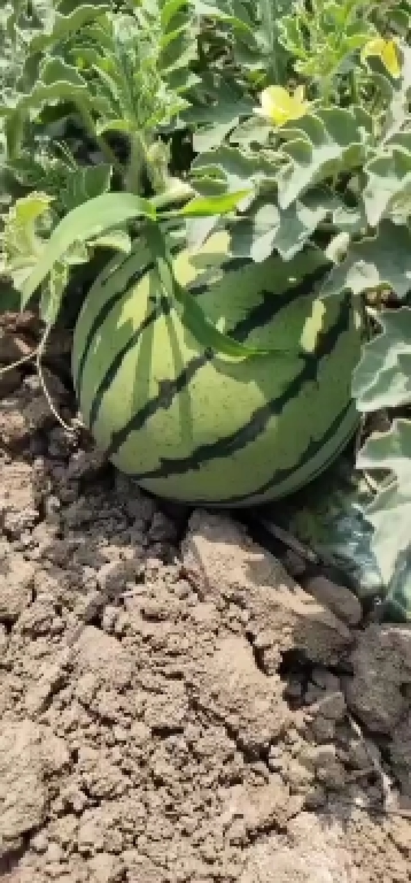 台头西瓜🍉台头人民喜欢他