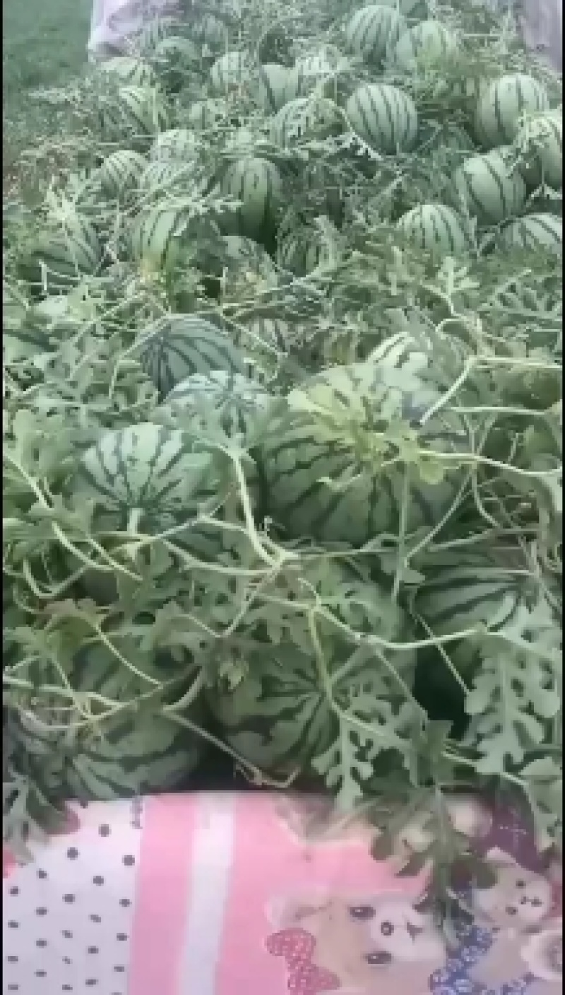 台头西瓜🍉台头人民喜欢他