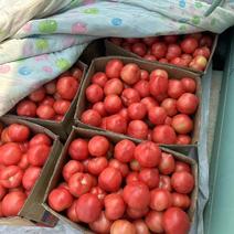 硬粉西红柿大量有货基地直供欢迎选购