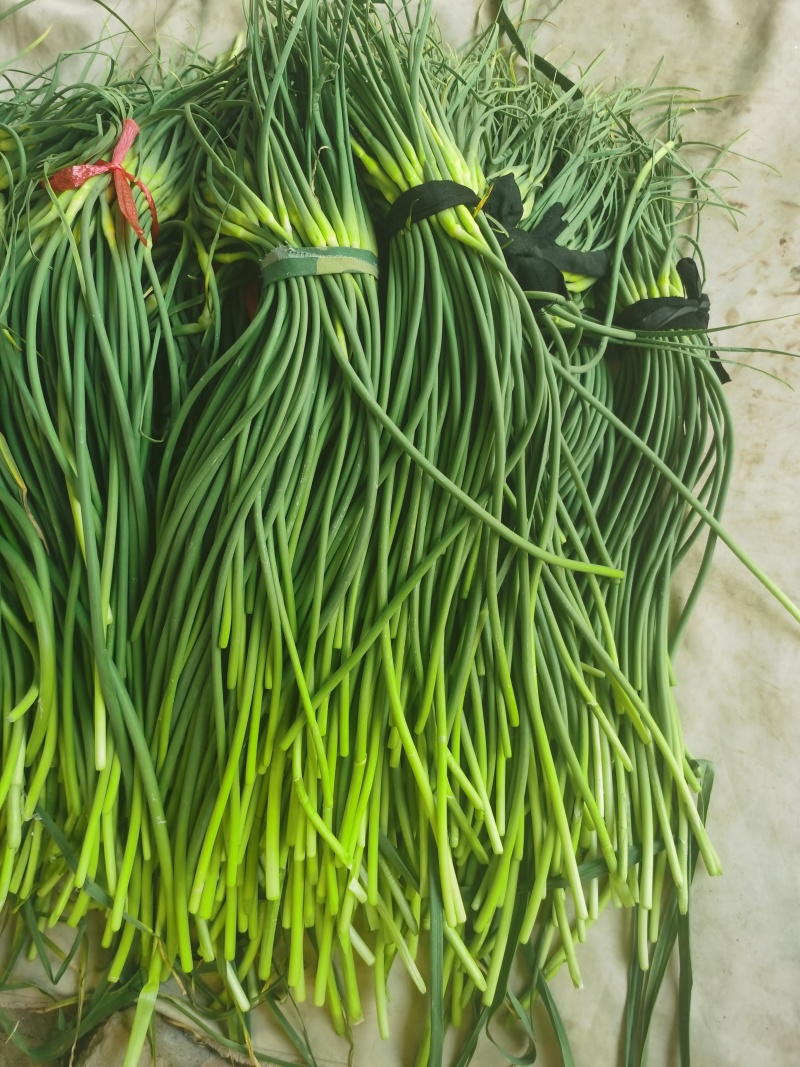 大量便宜蒜苔上市，有需要的及时联系。