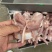 鸭锁骨