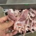 鸭锁骨