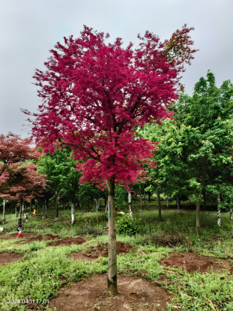 基地直售品种枫树