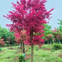 基地直售品种枫树