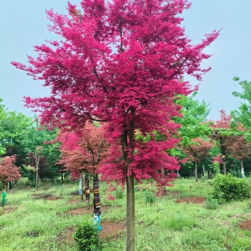 基地直售品种枫树