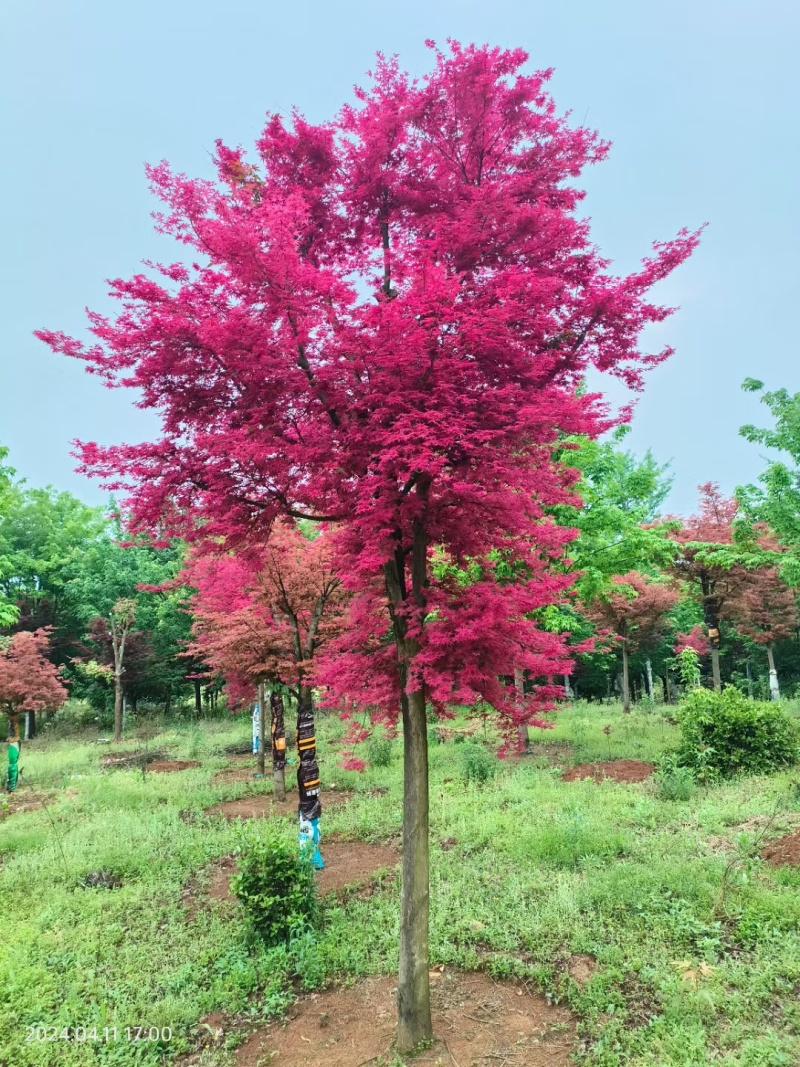 基地直售品种枫树