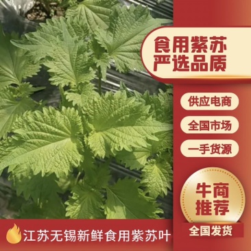 江苏无锡新鲜食用紫苏叶现摘现发大量上市物美价廉欢迎咨询
