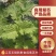 江苏无锡新鲜食用紫苏叶现摘现发大量上市物美价廉欢迎咨询