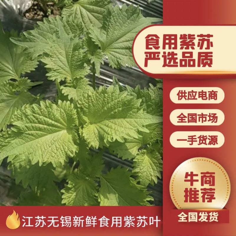 江苏无锡新鲜食用紫苏叶现摘现发大量上市物美价廉欢迎咨询
