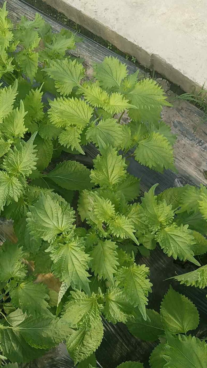 江苏无锡新鲜食用紫苏叶现摘现发大量上市物美价廉欢迎咨询
