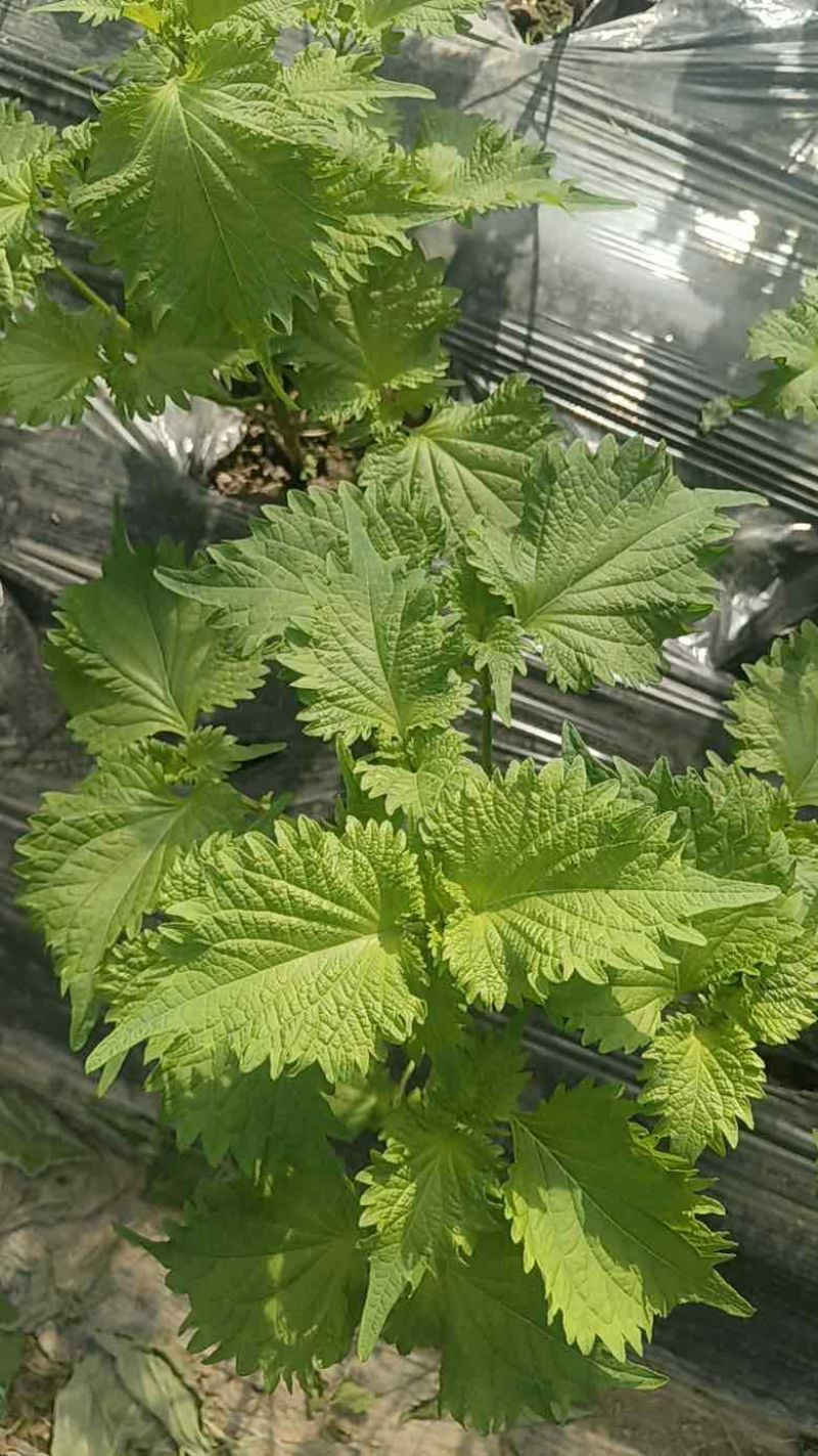 江苏无锡新鲜食用紫苏叶现摘现发大量上市物美价廉欢迎咨询