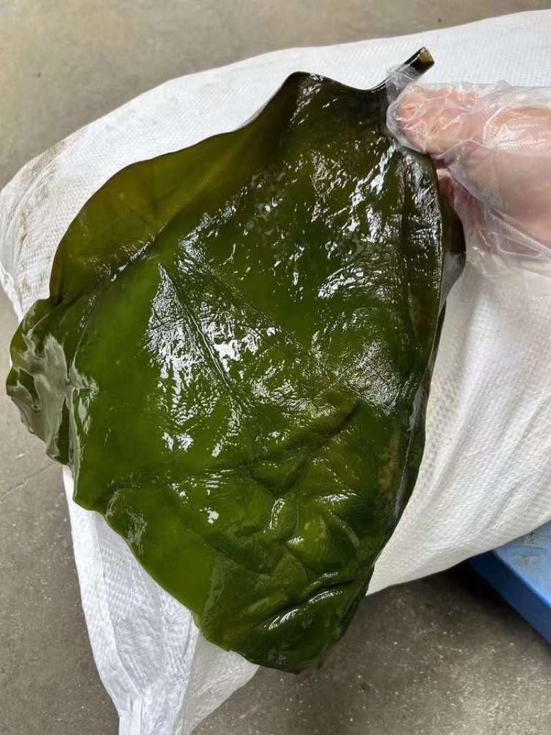 盐渍海带头一件50斤价格美丽一件起批