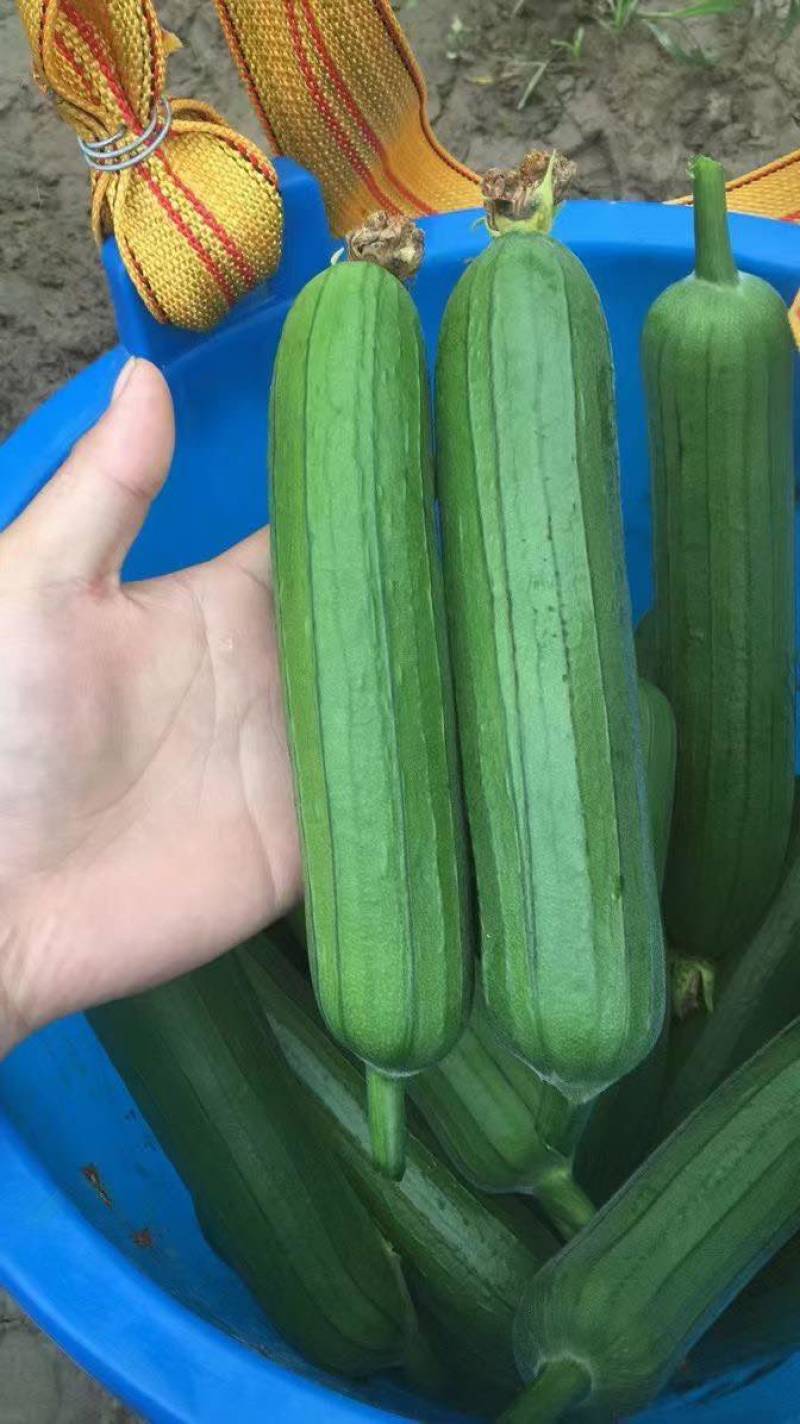 油皮丝瓜