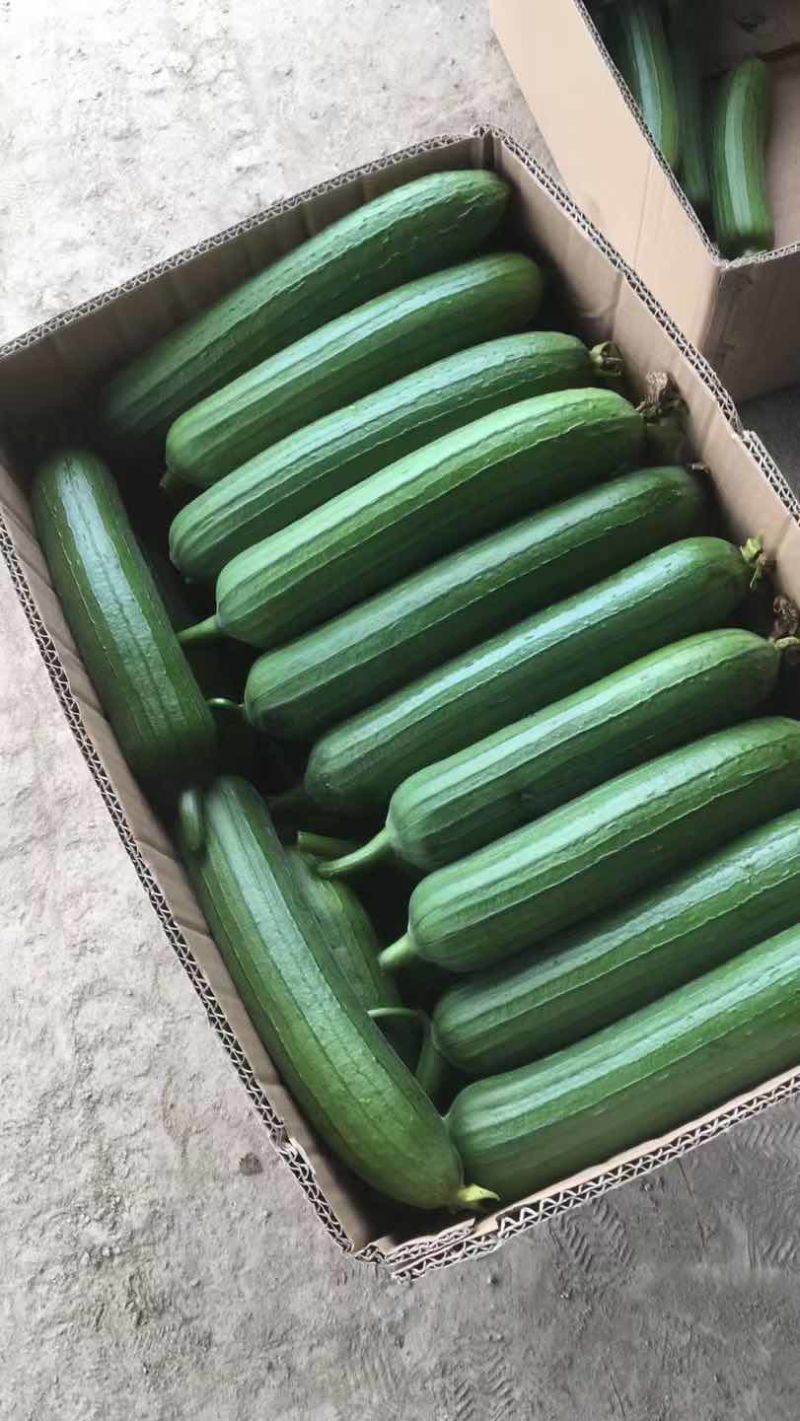 油皮丝瓜