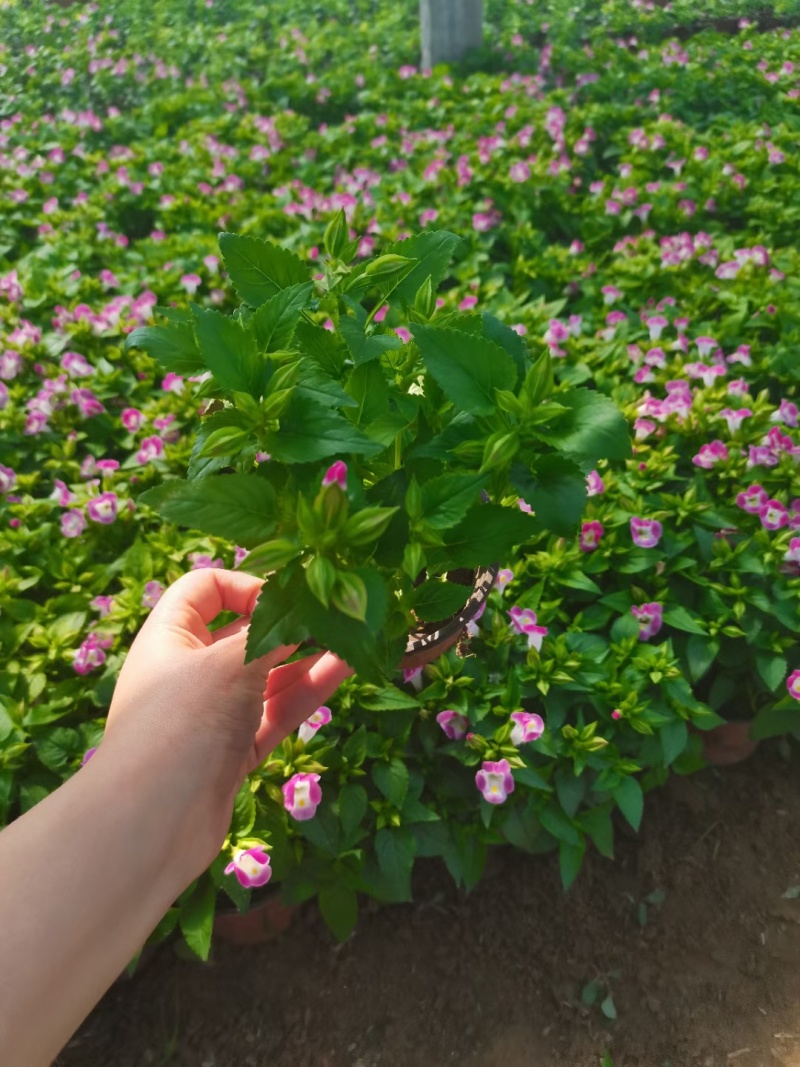 夏堇，红蓝2色夏堇，双色盆夏堇