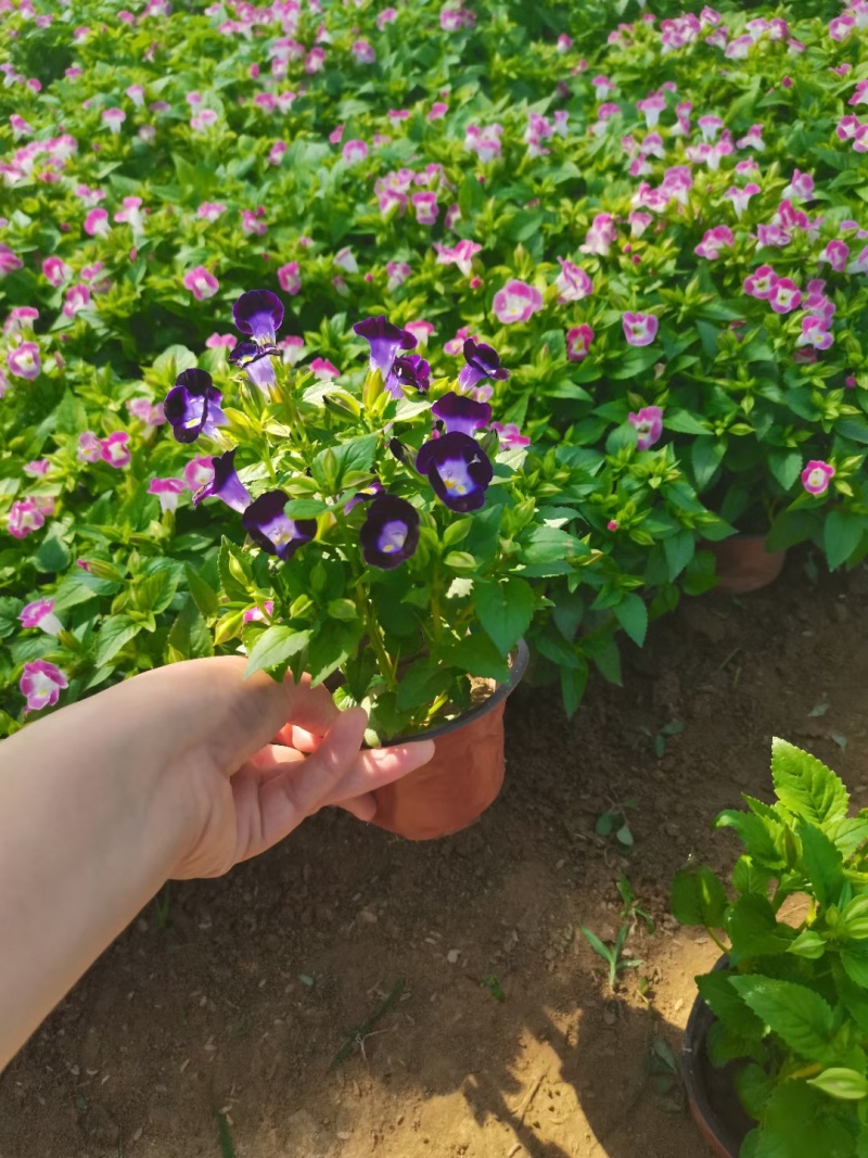 夏堇，红蓝2色夏堇，双色盆夏堇