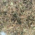 金银花，产地贵州，一手货源，干货统货正品无任何添加