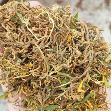 金银花，产地贵州，一手货源，干货统货正品无任何添加