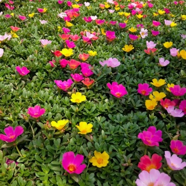 太阳花，150盆太阳花，多色太阳花