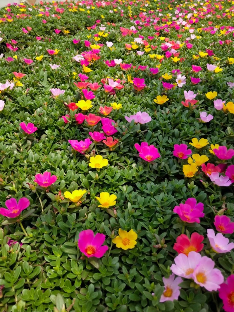 太阳花，150盆太阳花，多色太阳花