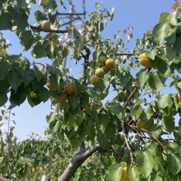 自己果园自己种植精品果有实力的老板来