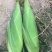 云南保山白糯大量上市了，个大，皮绿，满尖，无虫，无赖，甜糯
