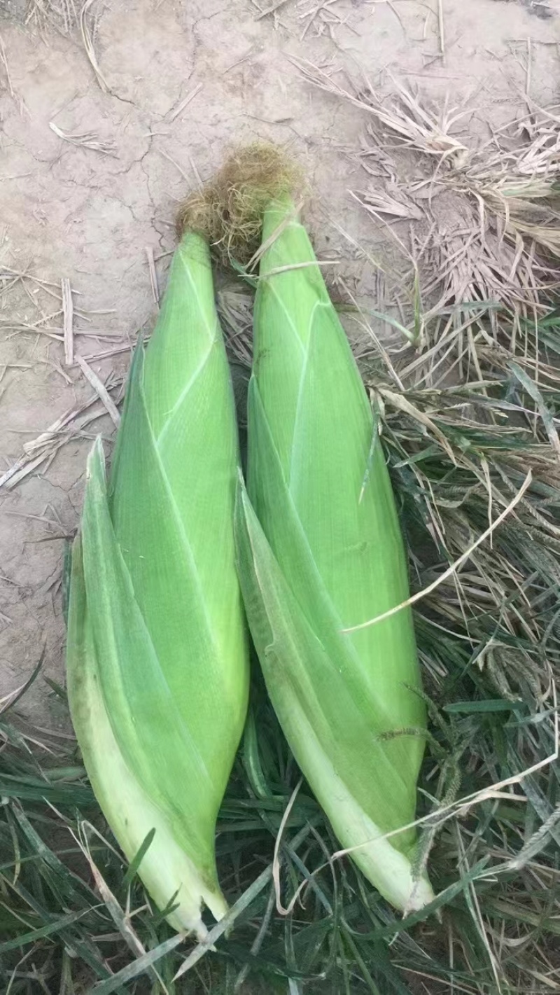 云南保山白糯大量上市了，个大，皮绿，满尖，无虫，无赖，甜糯