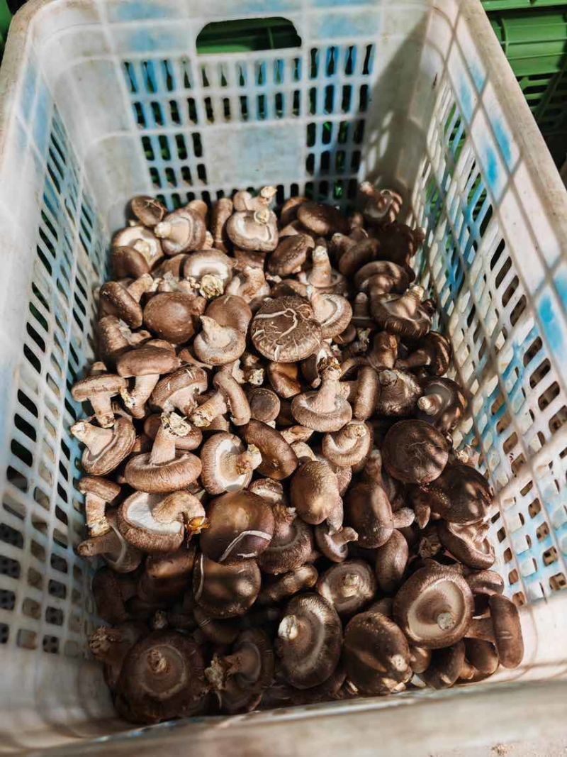 香菇货好量大